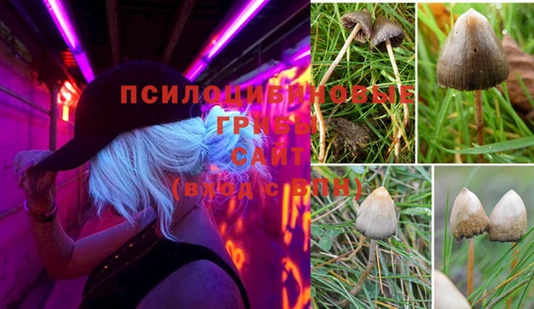ГАЛЛЮЦИНОГЕННЫЕ ГРИБЫ Осинники