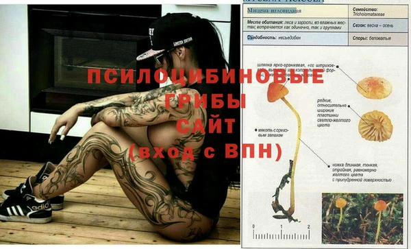 ГАЛЛЮЦИНОГЕННЫЕ ГРИБЫ Осинники